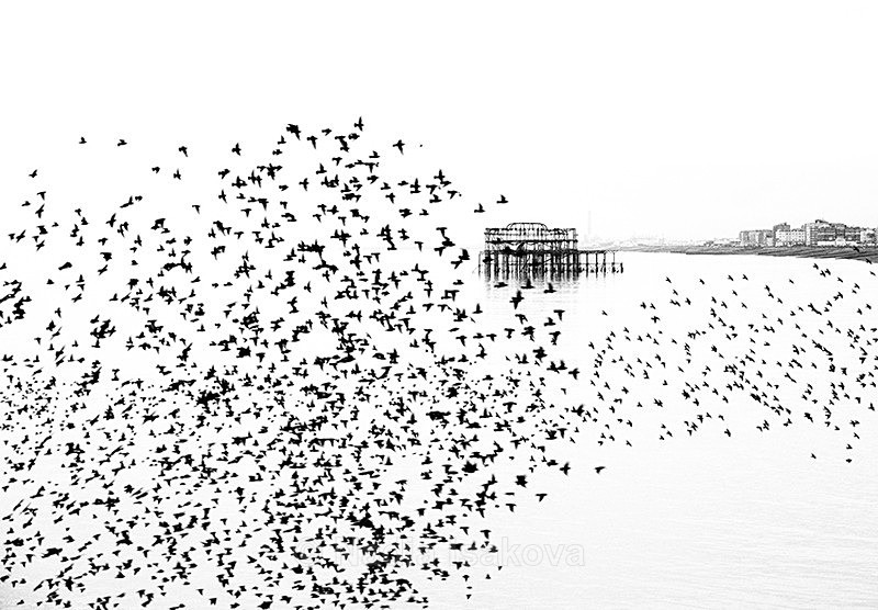  - Black & White