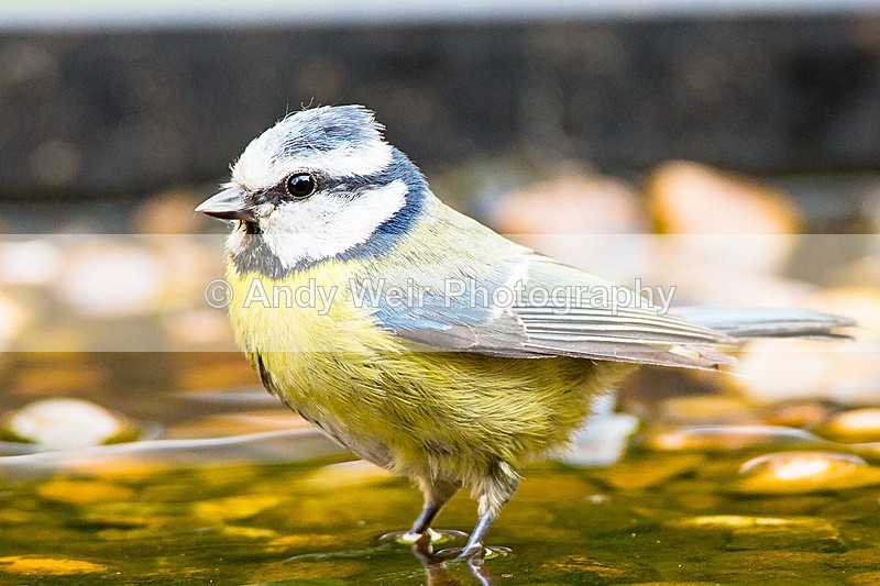 20140518-3K8A1583 - Blue Tit