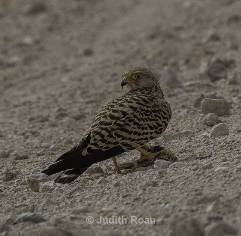 Greater Kestrel with bird - Namibia 2022