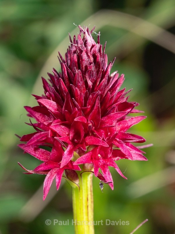 Red Vanilla orchid (Gymnadenia miniata ) also Nigritella rubra - Wild Orchids