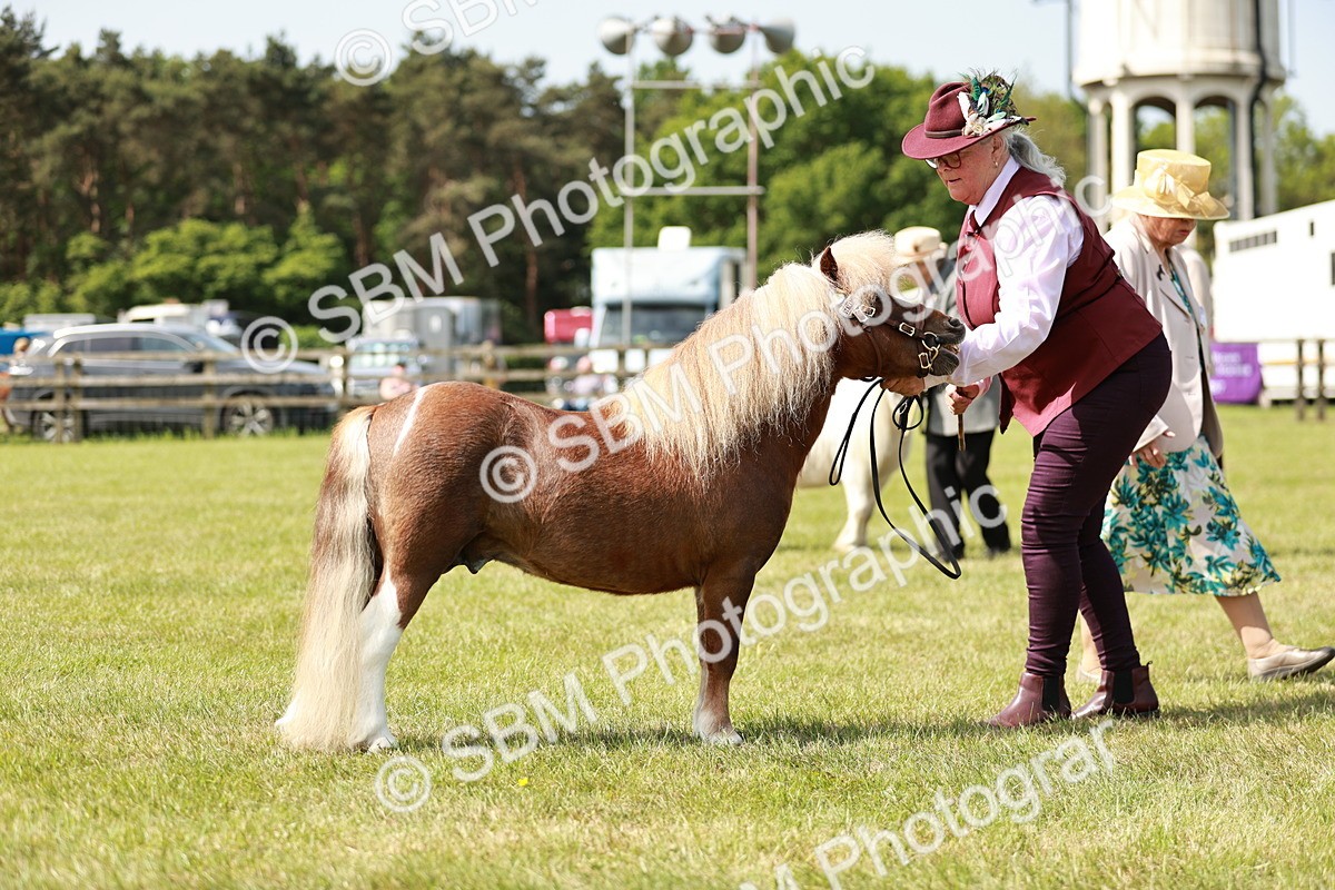 SBM_01991 - Class 14-23 - Mountain & Moorland In Hand Non Welsh