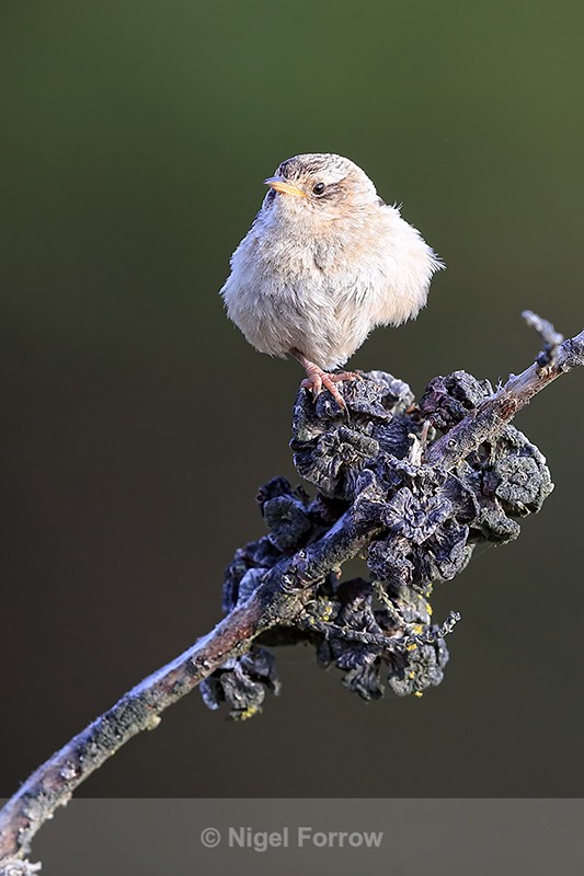 Falkland Grass Wren front view, Carcass Island, Falklands - Falkland Grass Wren