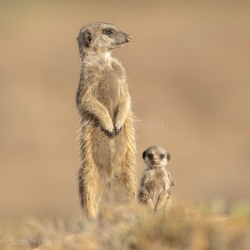 Mother Meerkat SD20269 - Greeting Cards