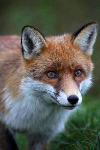 Red Fox Warning_ AGTO106 - Wildlife, Mammal Photography, Great Britain