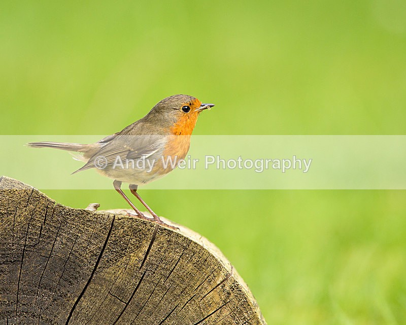 20140518-3K8A1579 - Robin
