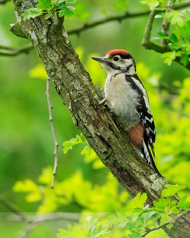 Great Spotted Woodpecker (juvenile) at Otmoor - Great Spotted Woodpecker