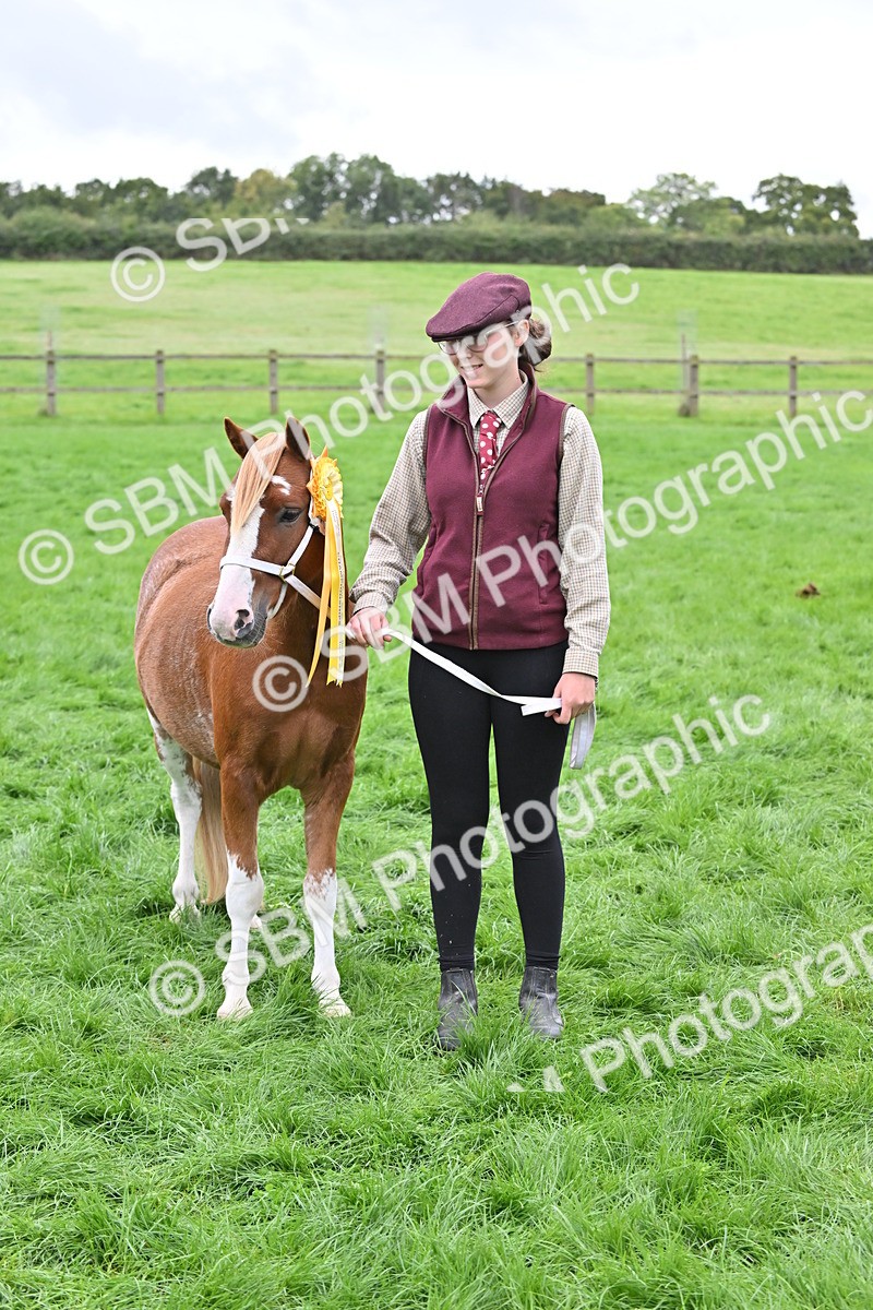 SBM_61064 - S48 - Mountain & Moorland In Hand Small Breeds