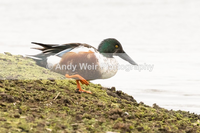 20170220-8E0A3564 - Shoveler