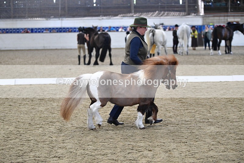 WJ5_4886 - Class 7 In hand coloured / odd coloured