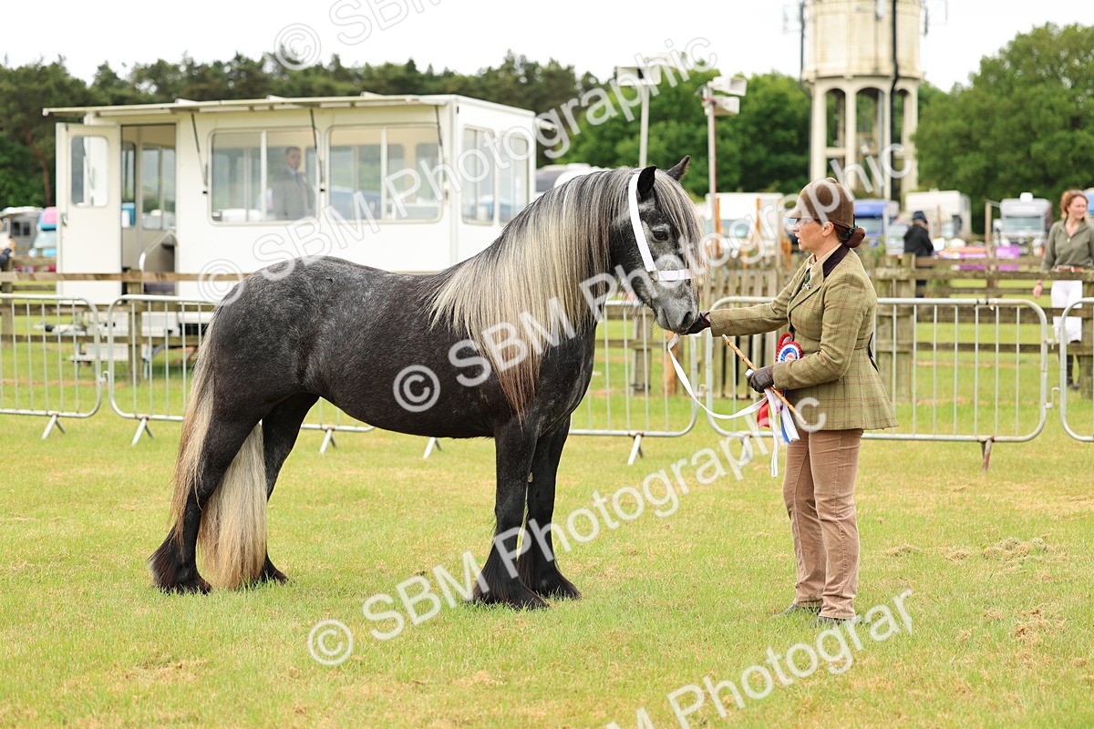 SBM_00628 - Class 58-67 - M&M Non Welsh Pony In hand