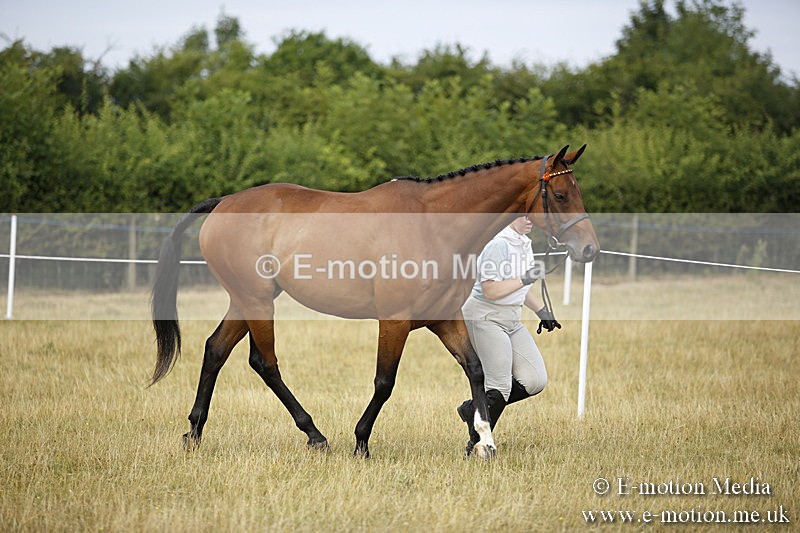 _C7A9549 - BVRC Sow 2018 Ring 2