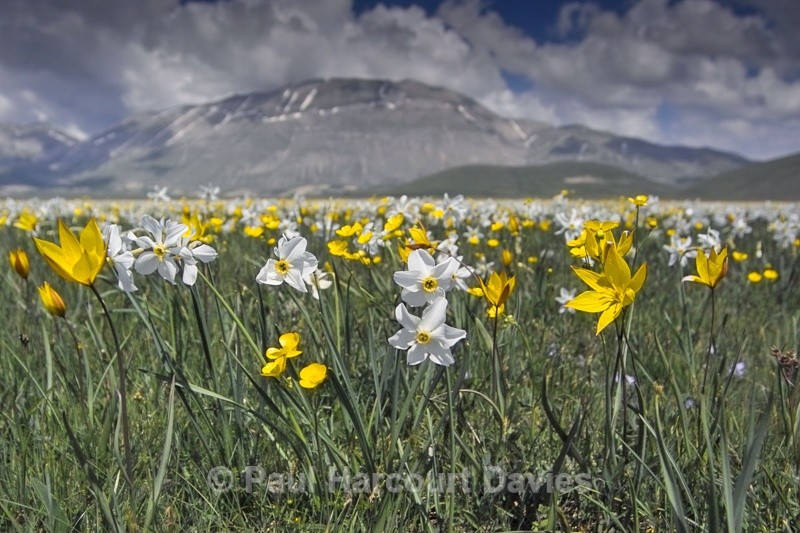  - Plants: wide-angle