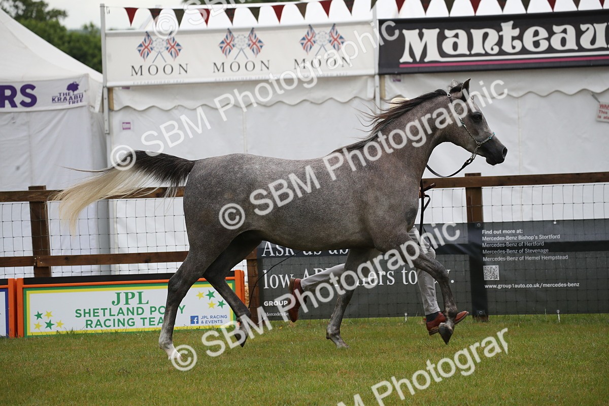 SBM_00011 - Class 17-20 - Arab & Part Bred - Anglo Arab In Hand