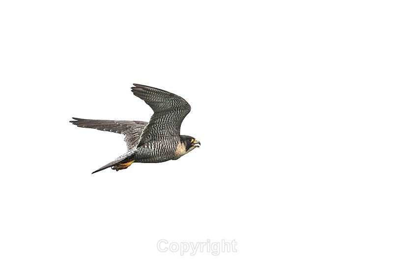 Adult Peregrine,county Louth - Birds of Prey