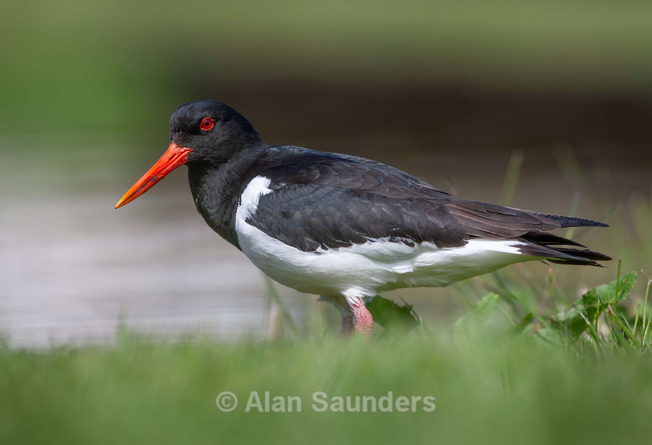 Oystercatcher 15