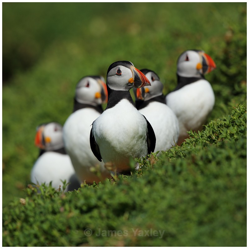 Reservoir Puffins - Puffins of Skokholm Island