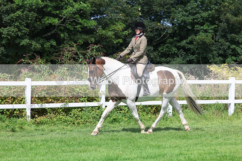 3E7A8680 - Class 5: Working Show Horse