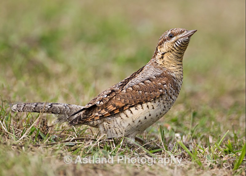 Astland Photography, Bird and Wildlife Images, Susan and Peter Wilson, U.K.