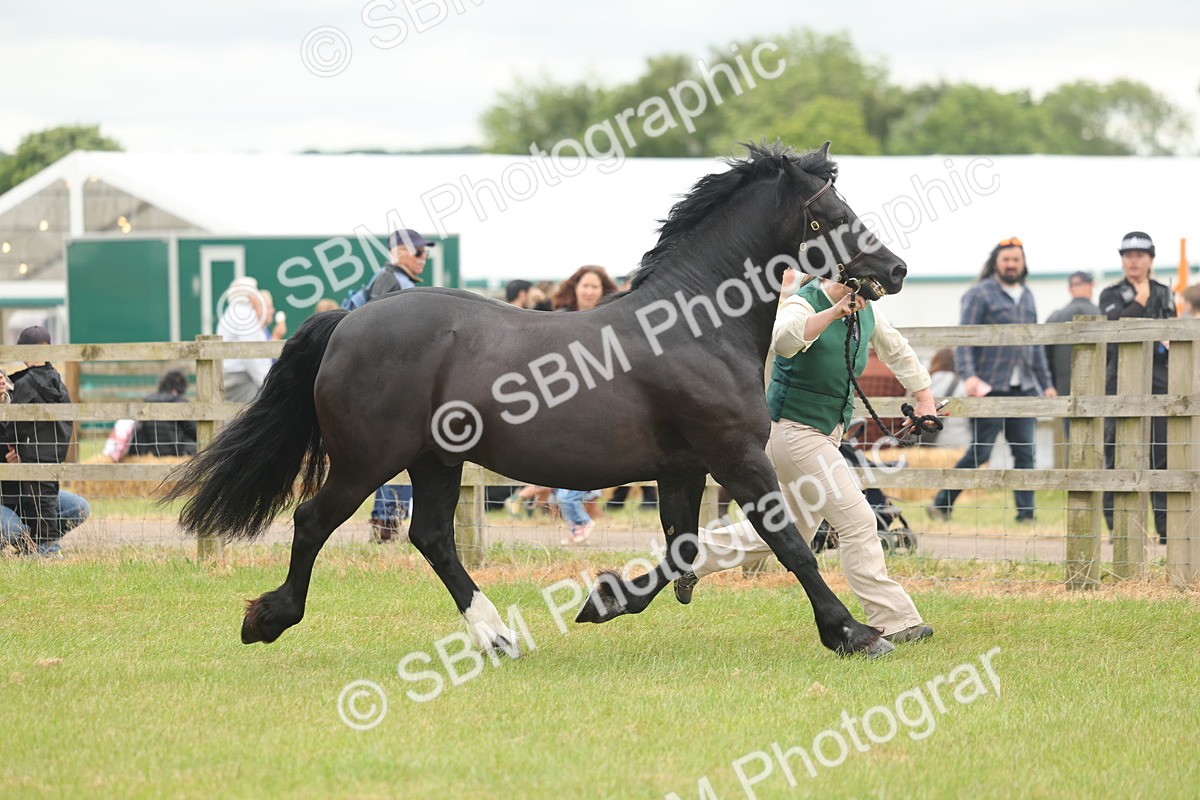 SBM_04868 - Class 50-57 - M&M Welsh Pony In Hand