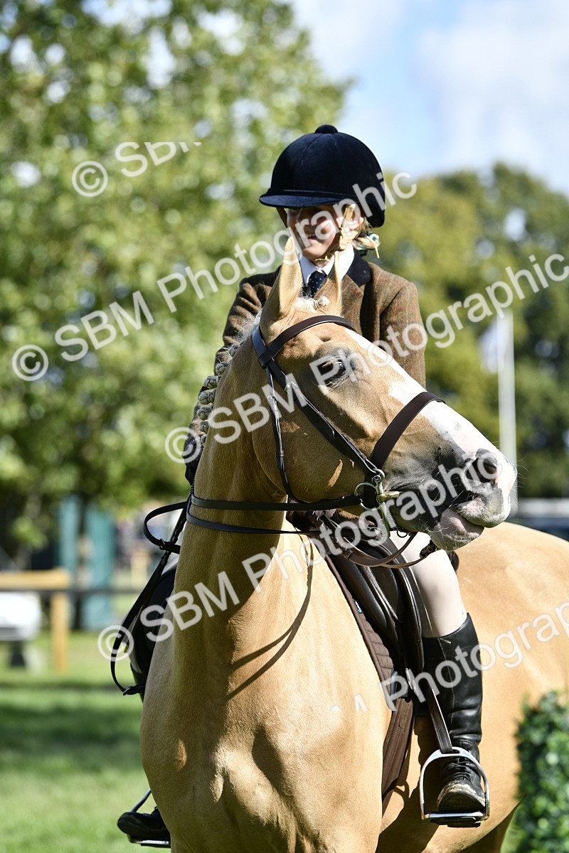 SBM_49947 - S34 - Novice & Newcomers Working Hunter