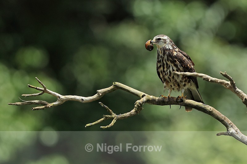 Snail Kite (juvenile) with snail, Panama - Snail Kite