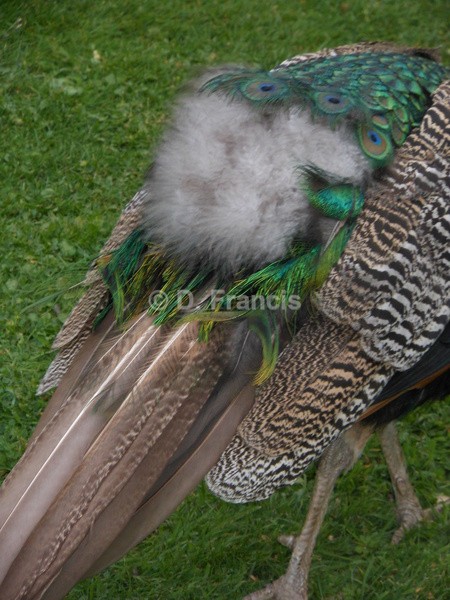 Image 7 - Peacock - Holland Park