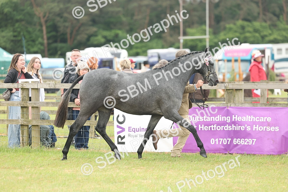 SBM_05456 - Class 68-73 - Riding Pony Breeding