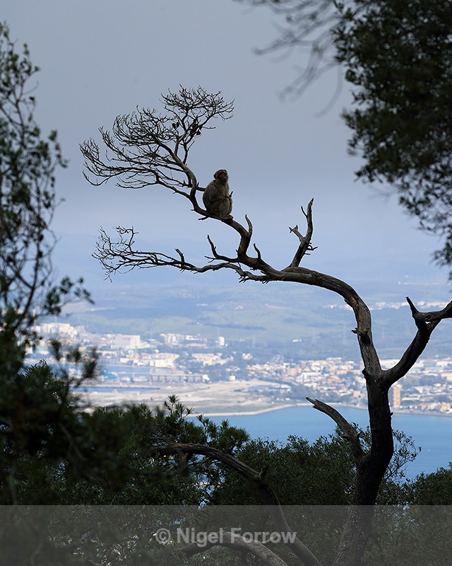 Barbary Macaque silhouette in tree, Gibraltar - Monkey