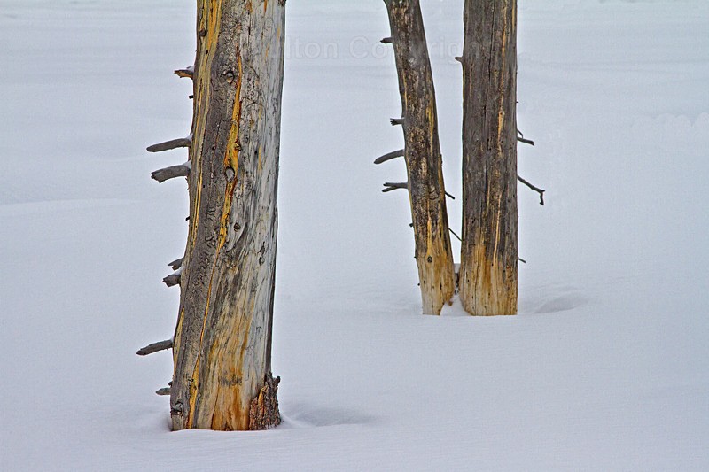 Tree Patterns - Yellowstone