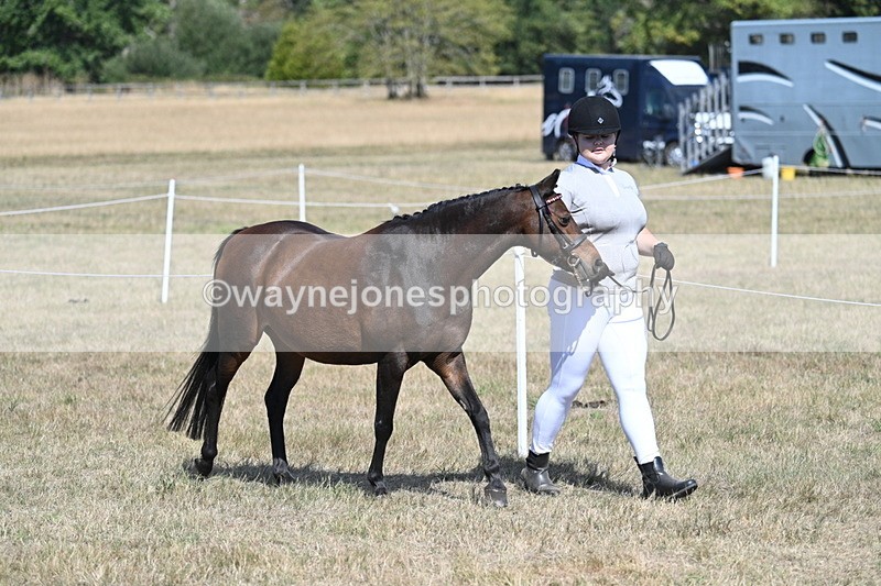 WJ7_1154 - Class 41 Prettiest Mare