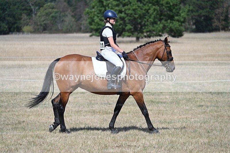 WJ7_1186 - Class 41 Prettiest Mare