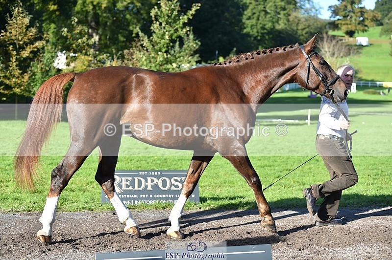 231022-104940-23521 - 447-STALLONE-Andrew.Winterton-TrotUp+SJ