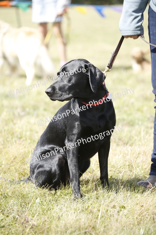 20250831-3683 - Dog Show