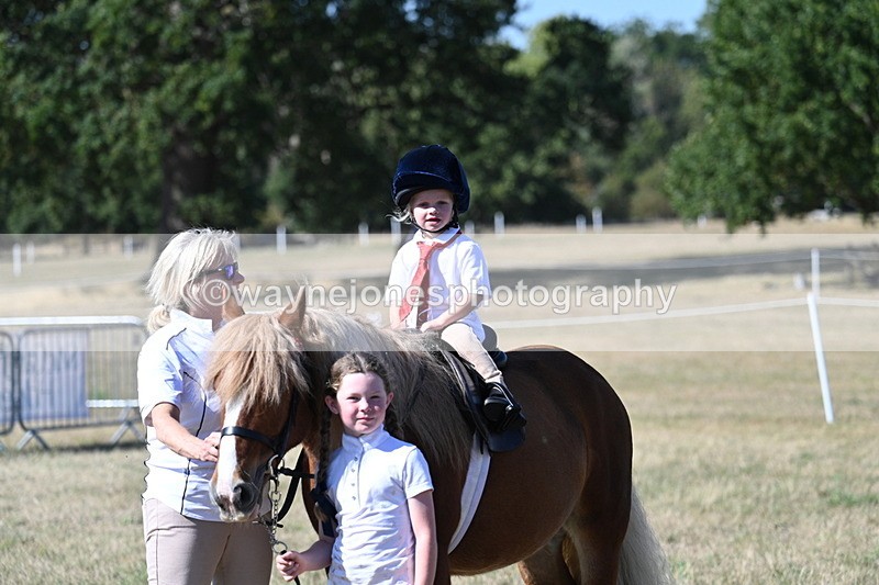 WJ7_1635 - Class 42 Most Handsome Gelding