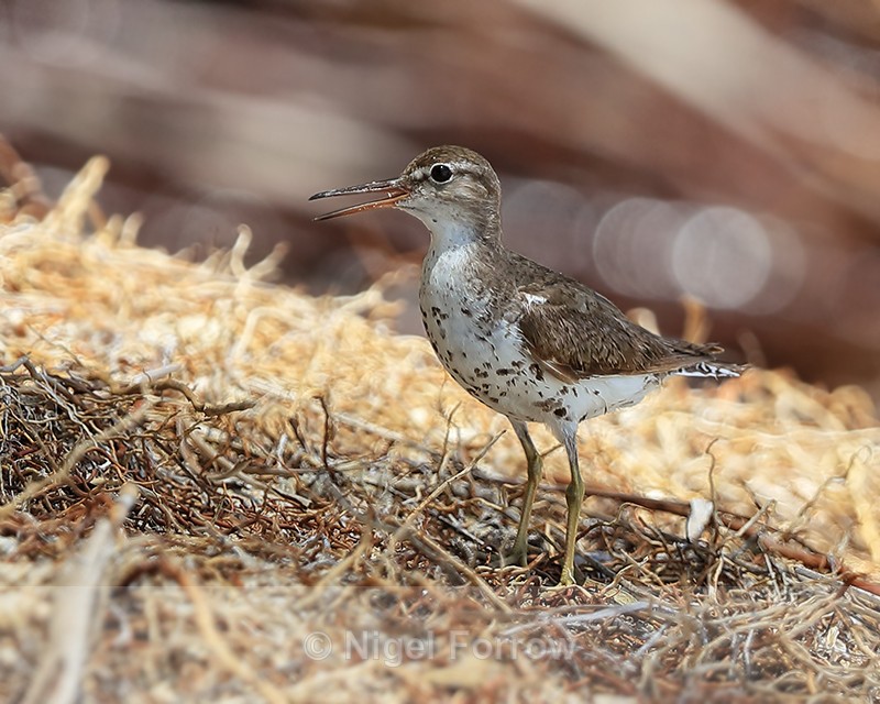 Spotted Sandpiper (breeding plumage), Panama - Spotted Sandpiper