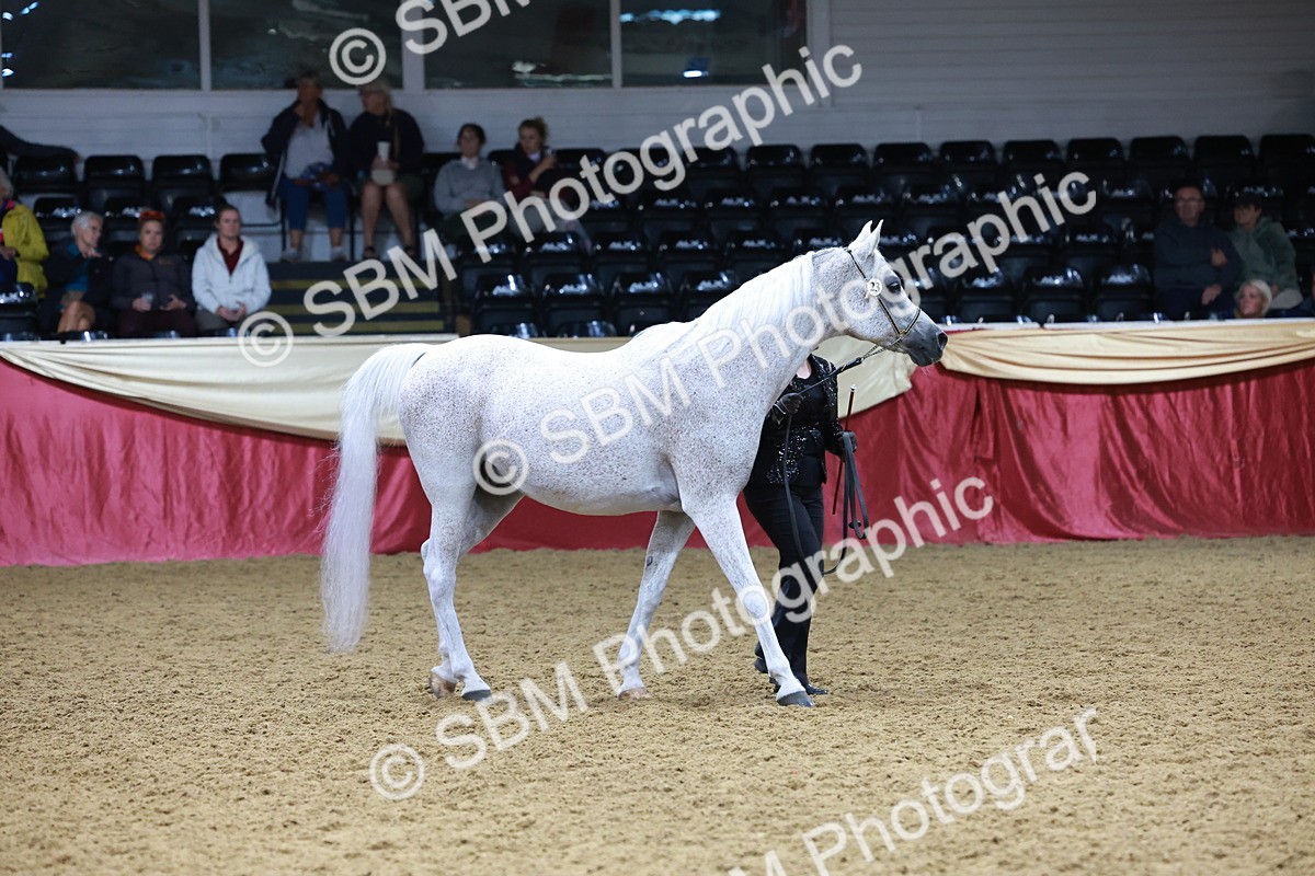 SBM_20108 - Class C - Novalty Champ