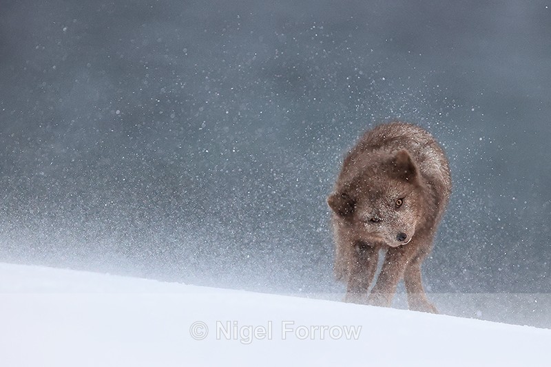 Arctic Fox (female) shakes itself free of snow, Hornstrandir, Iceland - Arctic Fox