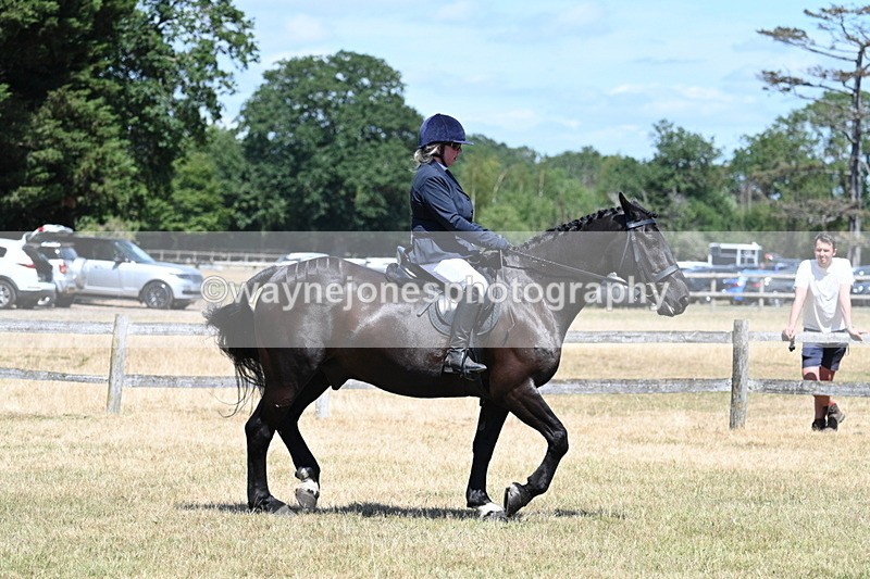 WJ7_2870 - Class 7 Riding Club Show Horse