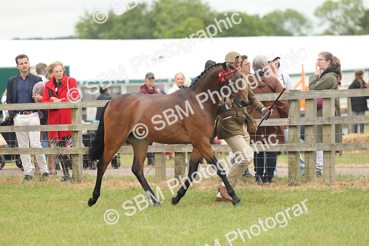 SBM_05398 - Class 68-73 - Riding Pony Breeding