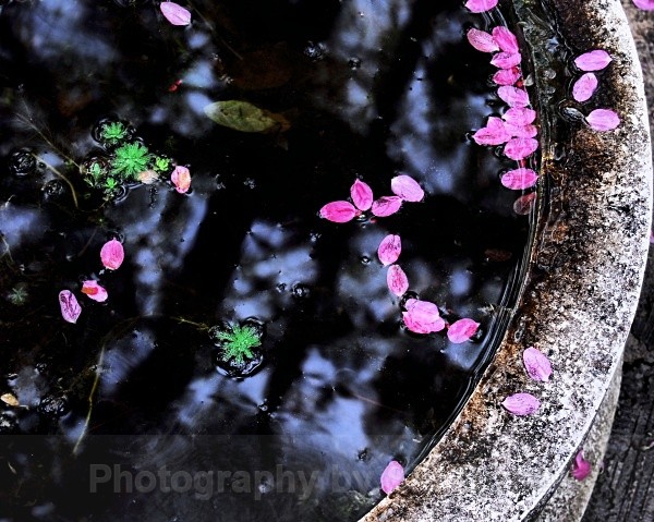 Petals in the Fountain - Scenics and Life