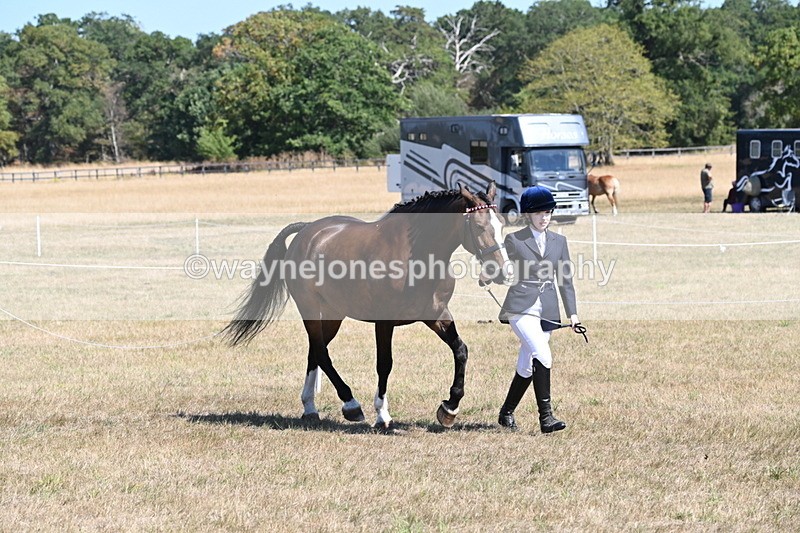 WJ6_8623 - Class 37b Best Loan Pony In-hand
