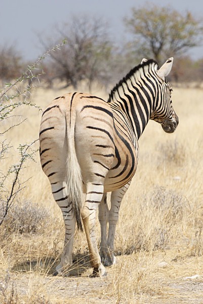  - African Journey