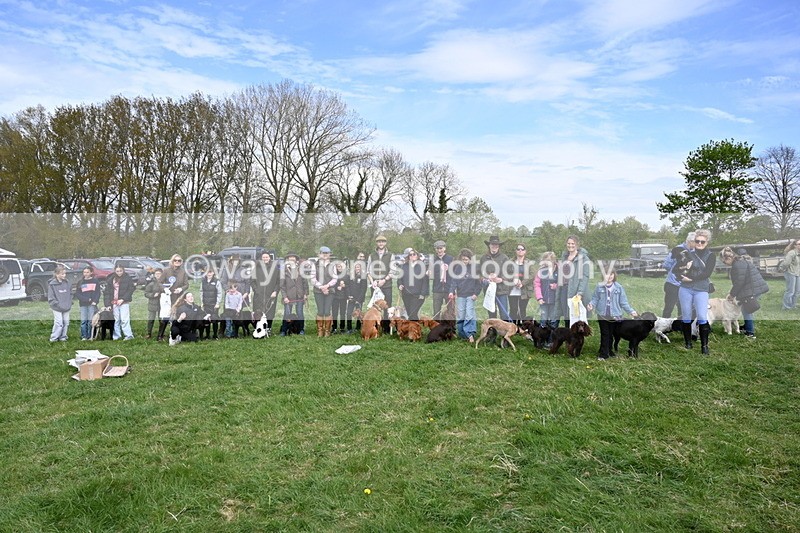 WJ6_9182 - Class 8 Best Working / Gun Dog or Bitch