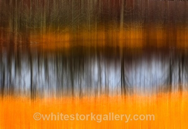  - Light In The Forest