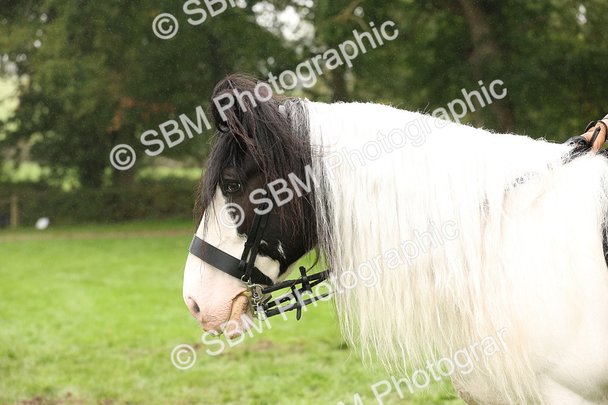 SBM_72801 - S70 - Traditional Cob Ridden