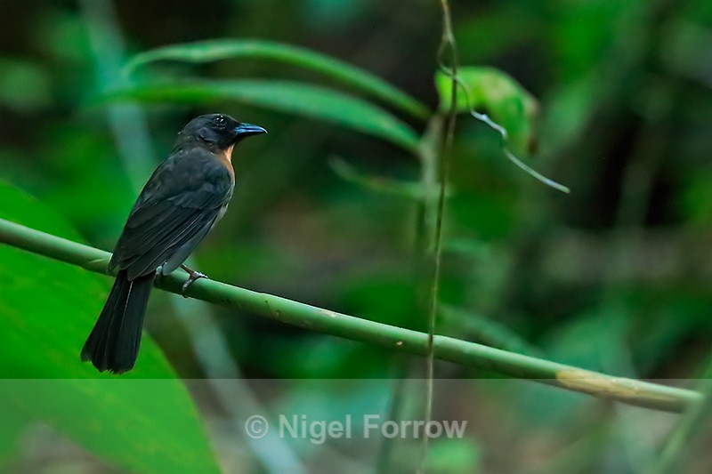 Black-cheeked Ant-Tanager, Osa Peninsula, Costa Rica - Black-cheeked Ant-Tanager