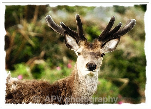 Summer Velvet. - Scottish Highlands