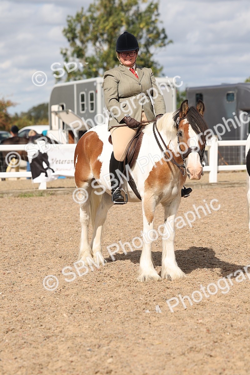 SBM_14791 - Class 308 - Ridden Coloured Horse