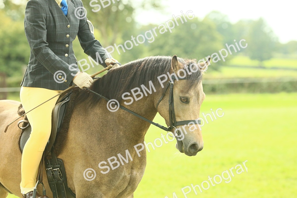 SBM_69831 - S59 - Mountain & Moorland Ridden Small Breeds