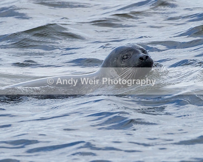 20110927-_MG_7101 - Common Seal